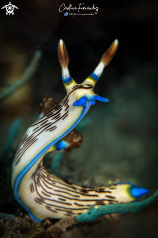 A Nudibranch