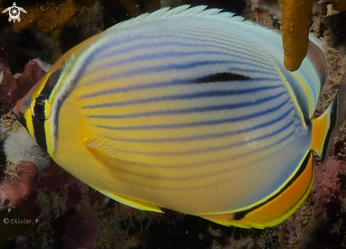 A Chaetodon trifasciatus  | Melon Butterflyfish 