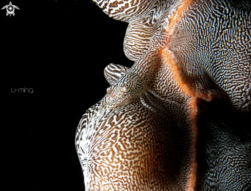 A Leopard Shrimp