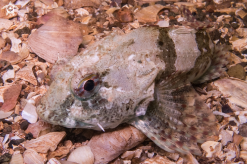 A Taurulus bubalis | Long-spined Sea Scorpion