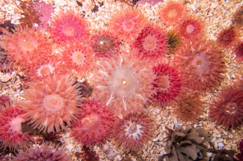 A Dahlia Anemones