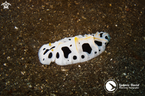 A Mushroom Coral Reticulidia Nudibranch