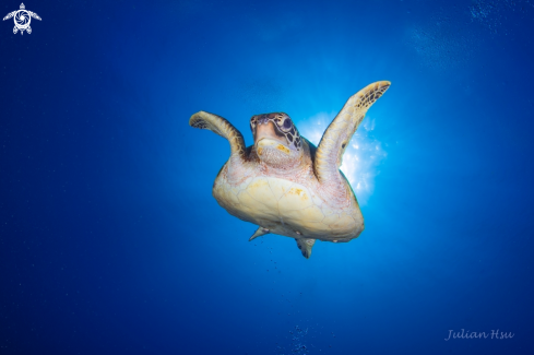 A Green sea turtle