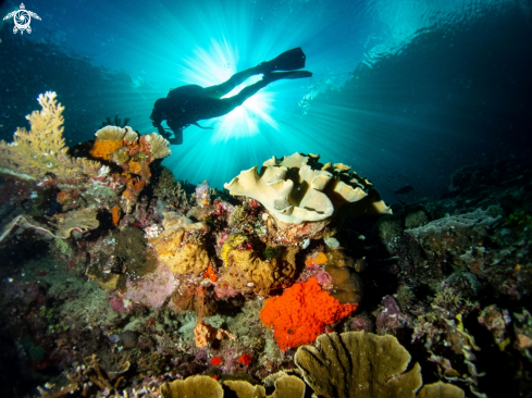A Diver over corals