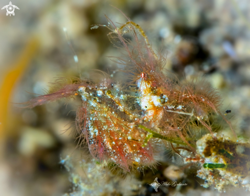 A Phycocaris simulans (Kemp, 1916) | Hairy Shrimp