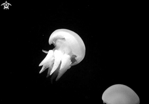 A Moon Jelly Fish