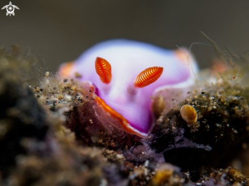 A ID Please | Nudibranc