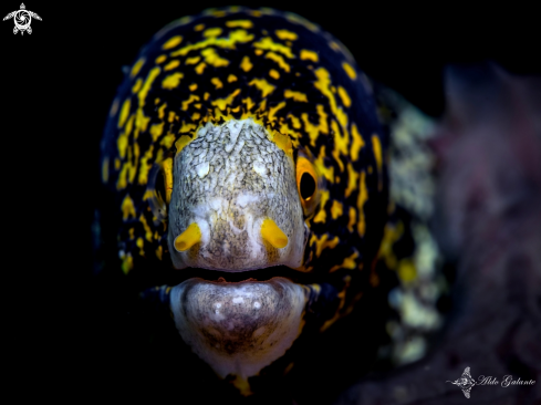 A Echidna nebulosa (Ahl, 1789) | Snowflake moray eel