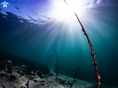 A Submerged branches