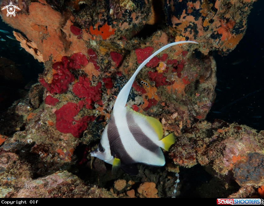 A Longfin bannerfish and P. ocellata 