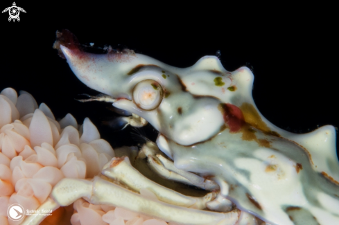 A Xenocarcinus tuberculatus | Wire Coral Crab