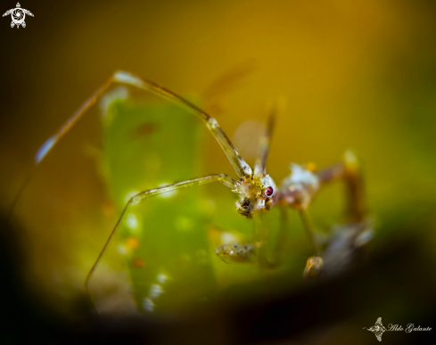 A Caprella sp. (Lamarck, 1801) | Skeleton Shrimp