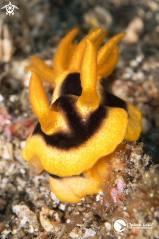 A Josh's Chromodoris Nudibranch