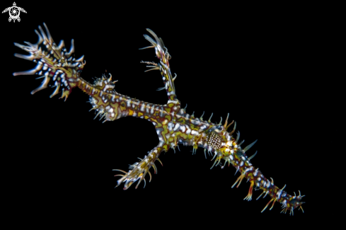 A Ornate ghost pipefish