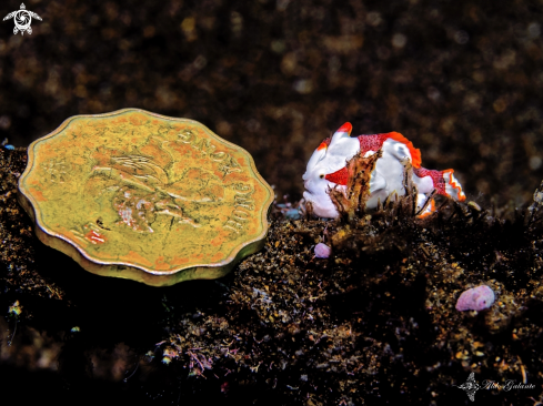 A Antennarius maculatus (Desjardins, 1840) | Warty Frogfish Juvenile and Hong Kong Dollar