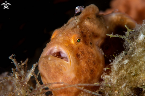 A Antennarius pictus | Painted frogfish