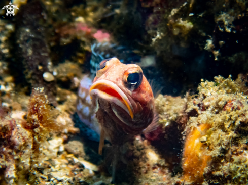 A Goby sp.