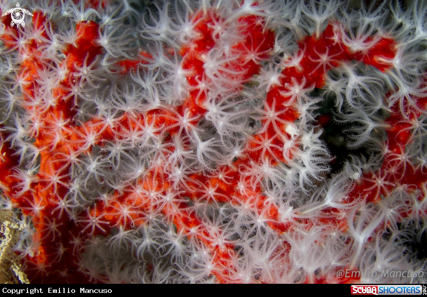 A Red Coral