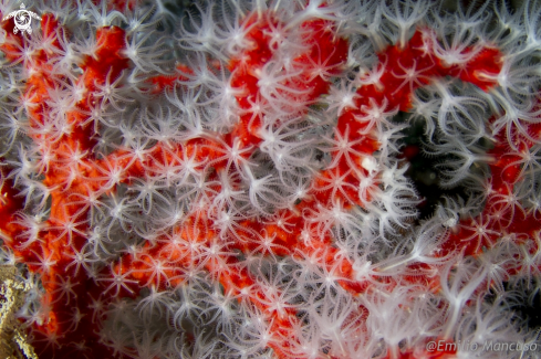 A Red Coral