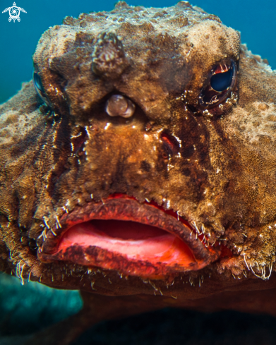 A Ogcocephalus nasutus | Batfish