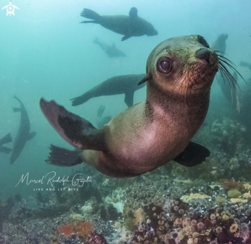 A Fur seal