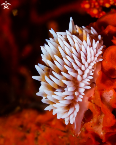 A Nudibranch