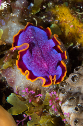 A Pseudoceros ferrugineus | Fuchsia Flatworm