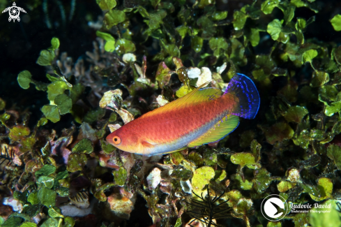 A Javan Wrasse