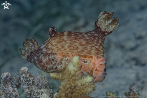 A Jorunna rubescens | Nudi