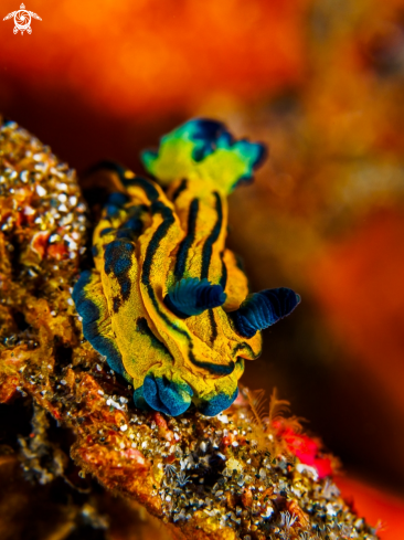 A Tambja sp. | Nudibranch