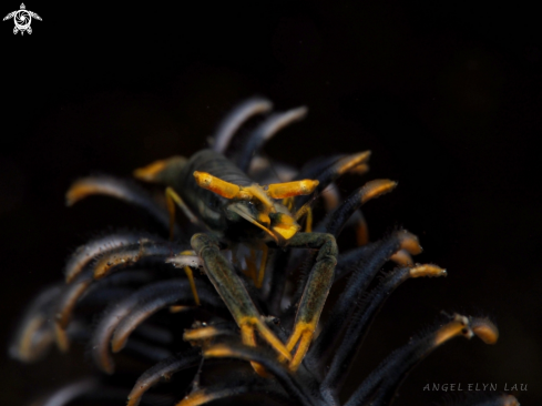 A Laomenes sp. | Crinoid Shrimp