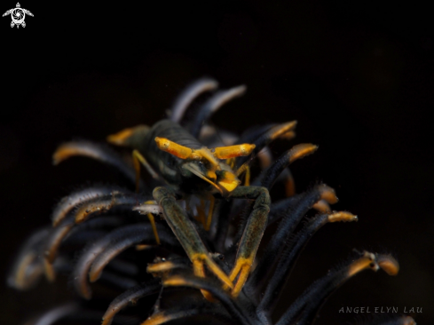 A Crinoid Shrimp