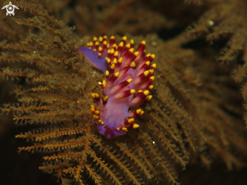 A Cuthona sibogae | festival nudibranch