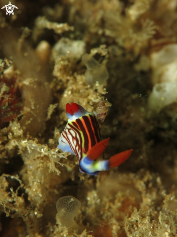 A Golden nembrotha