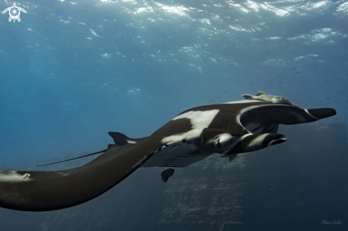 A Giant Oceanic Manta 