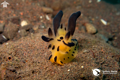 A Thecacera sp5 | Pikachu Nudibranch