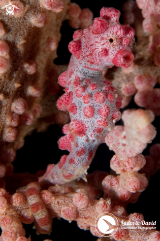 A Hippocampus bargibanti | Pygmy Seahorse