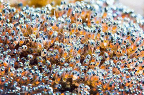 A Saddleback Anemonefish Eggs