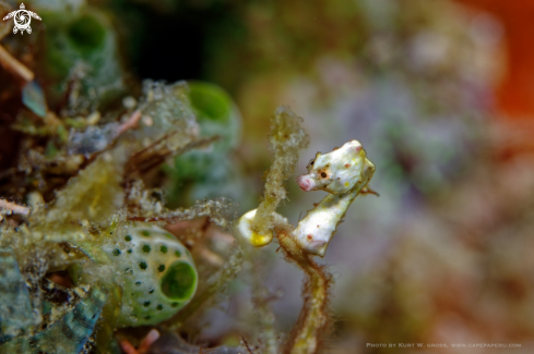 A Pygmy Seahorse