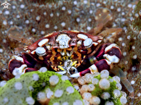 A Lissocarcinus laevis (Miers, 1886) | Harlequin Crab