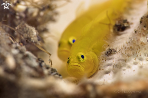 A Lemon gobies  (Lubricogobius exiguus)