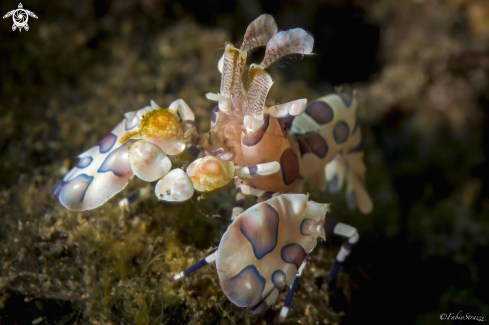 A Arlequin shrimp