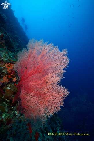 A Gorgonian