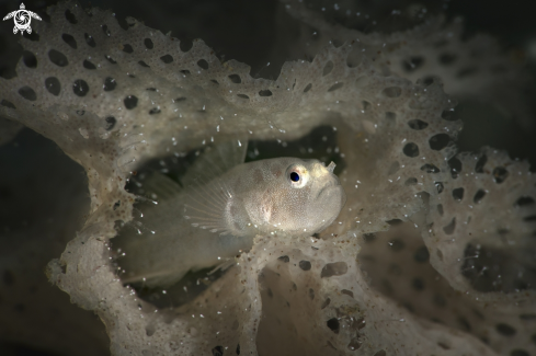 A Bryozoan goby (Sueviota bryozophila) 