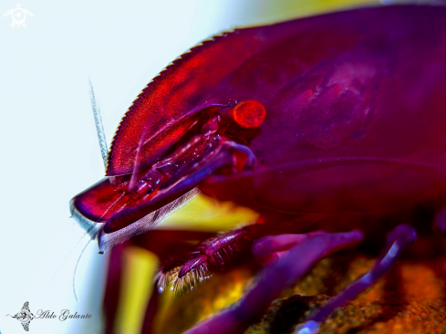 A Zenopontonia rex (Kemp, 1922)   | Emperor Shrimp