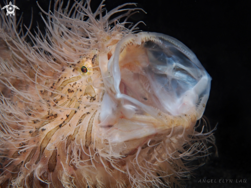 A Hairy Frogfish