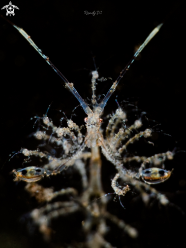 A Skeleton Shrimp