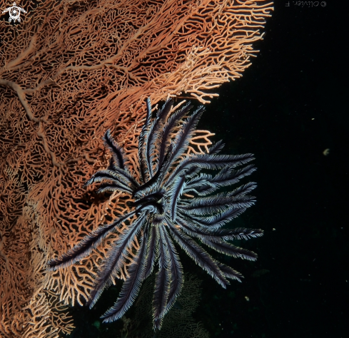 A Leather star and Gorgonian coral