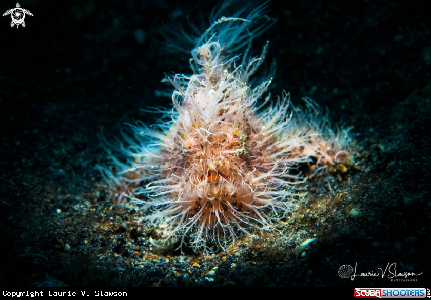 A Striated Frogfish
