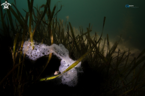 A Perch eggs